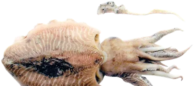 السبيدج