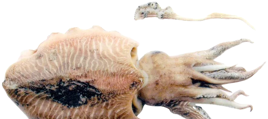 Common cuttlefish