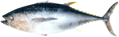 تونة حمراء
