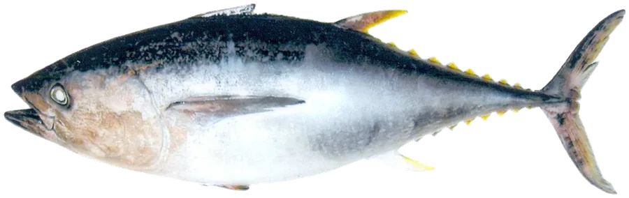 대서양참다랑어