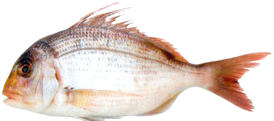 Zapata