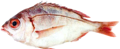 مسنن جاحظ