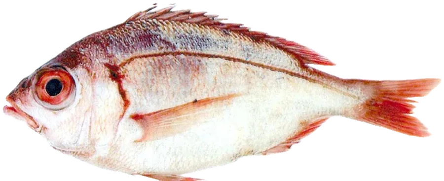 Denté à gros yeux