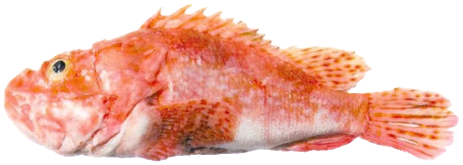Gallineta rosada