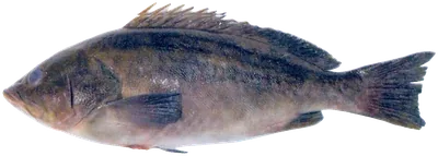 هامور لامع