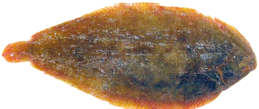 모래서대