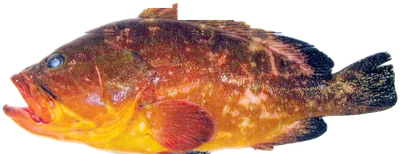 هامور أصفر
