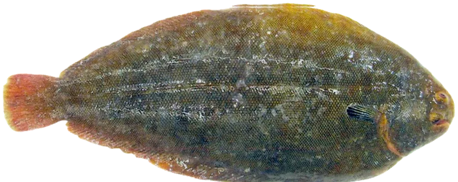 세네갈서대