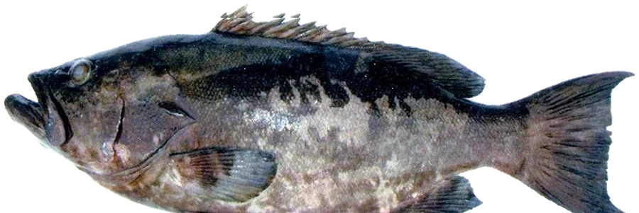 Gitano, Abadejo