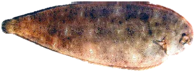 سمك موسى المخطط