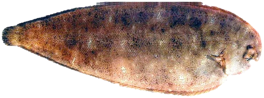 Lenguado de Guinea