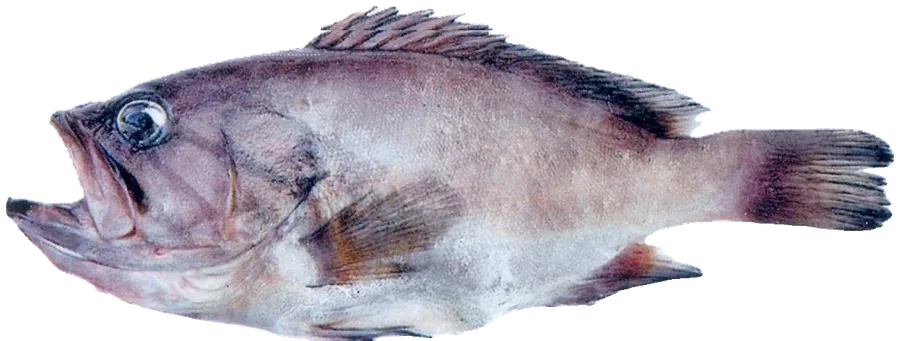 Cherne dentón
