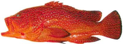 هامور أحمر منقط