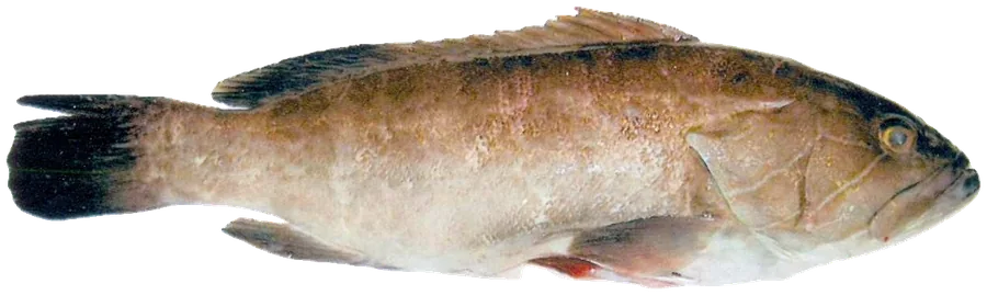 흰바리