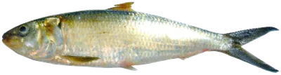 سردين شائع