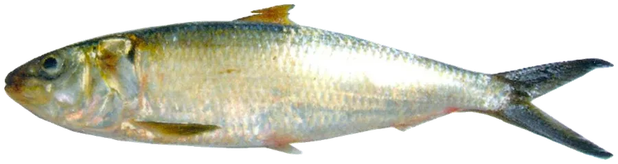 سردين شائع