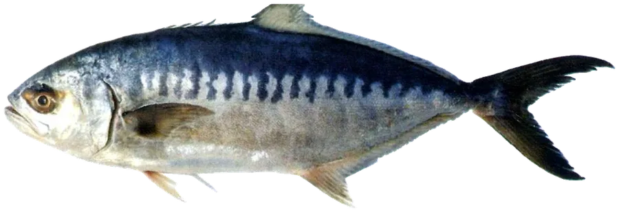 바디고