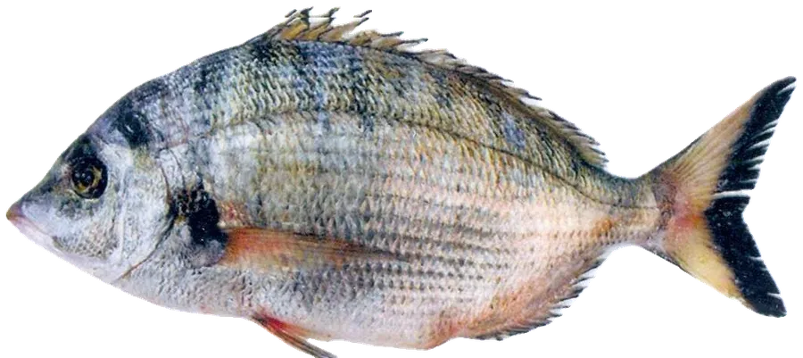 Sharpsnout seabream