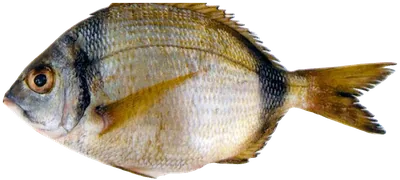 سار شائع