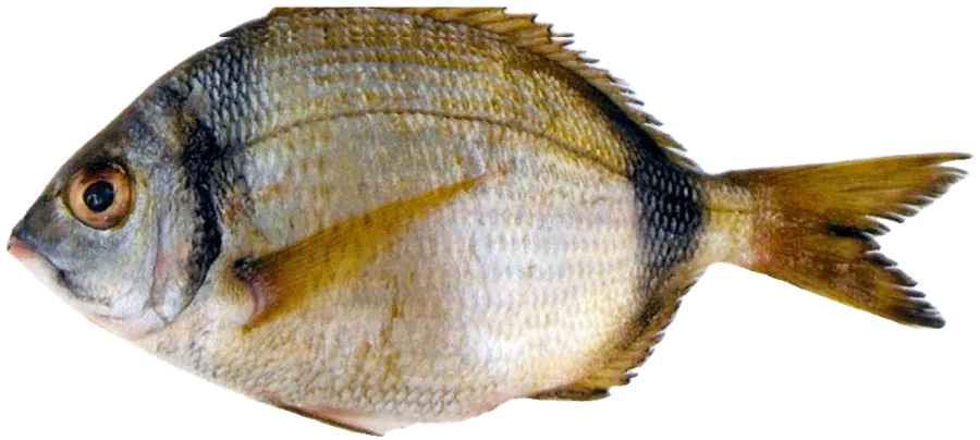 سار شائع