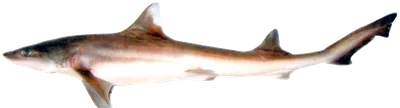 كلب البحر الأملس