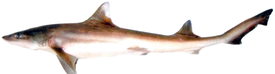 Musola
