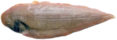 سمك موسى