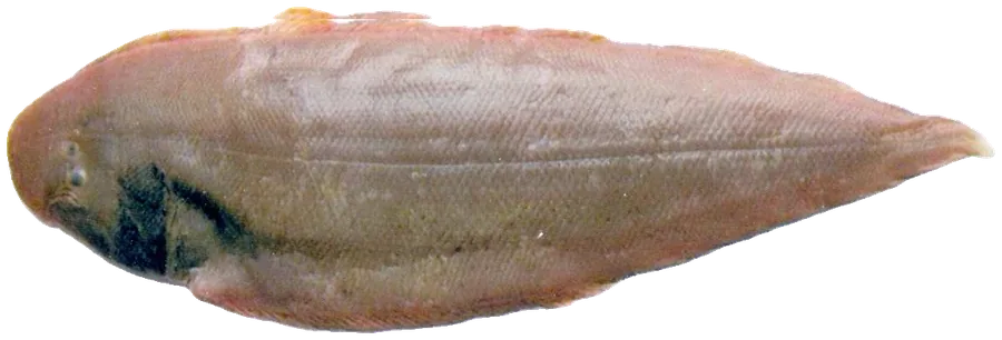 سمك موسى