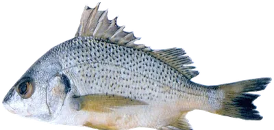 مرعب منقط