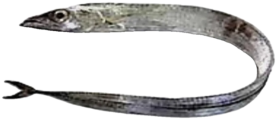أوقرقيط